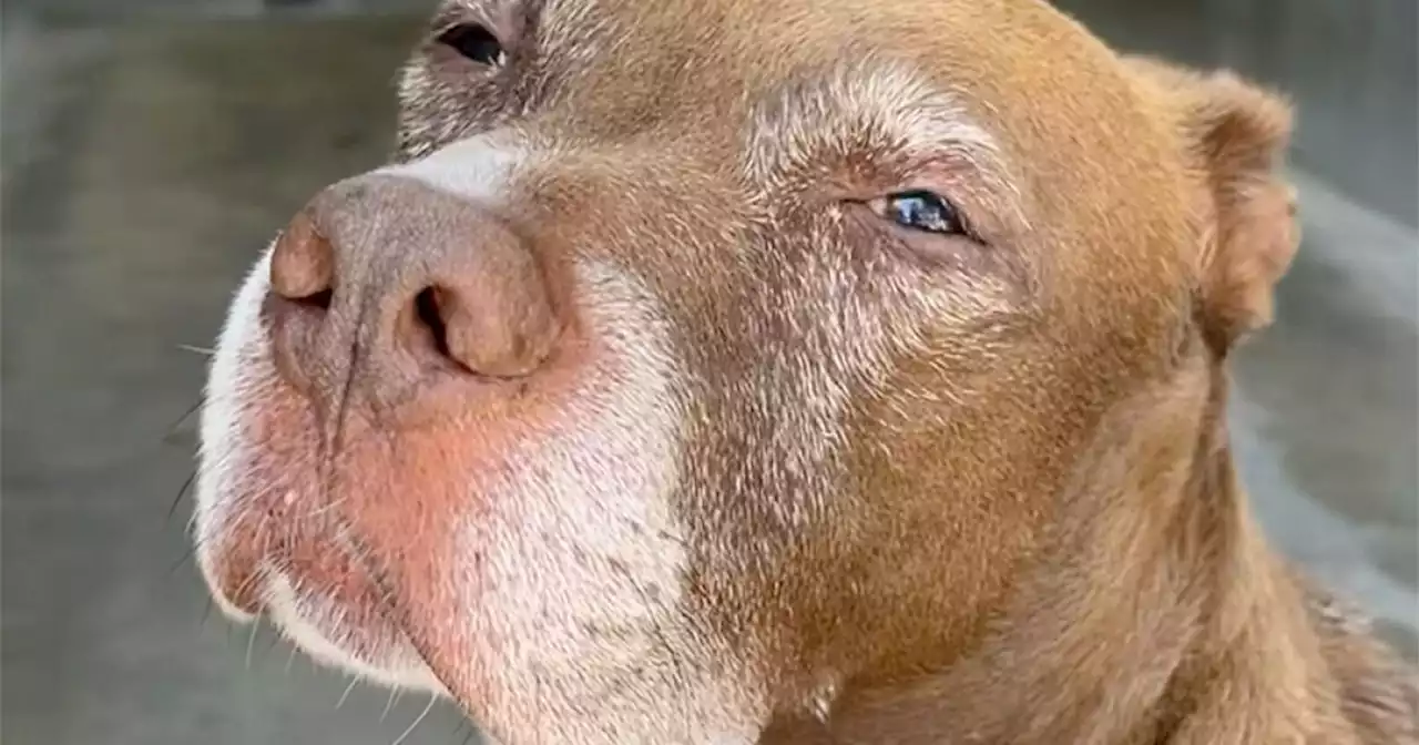 'He just sits in this concrete cell': Abused dogs in L.A. shelters will get a break