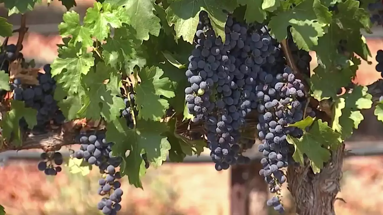 Heat Wave Causes Early Wine Harvest Season in Bay Area