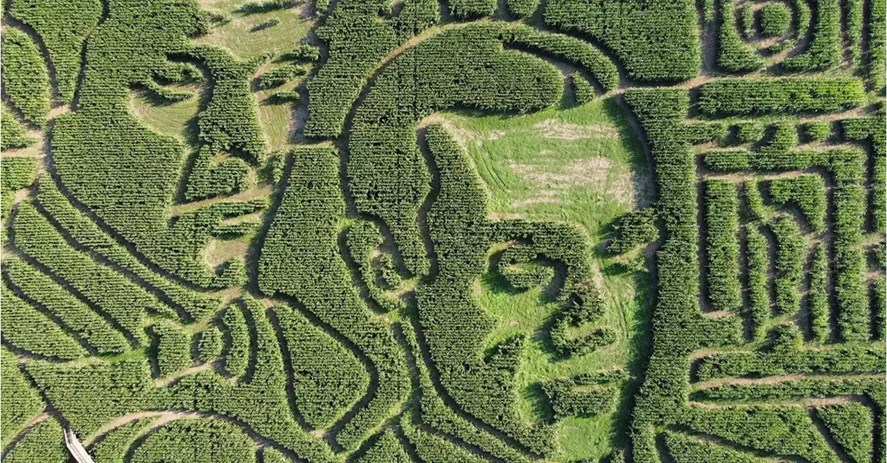 'World's largest corn maze' celebrates 60 years of James Bond