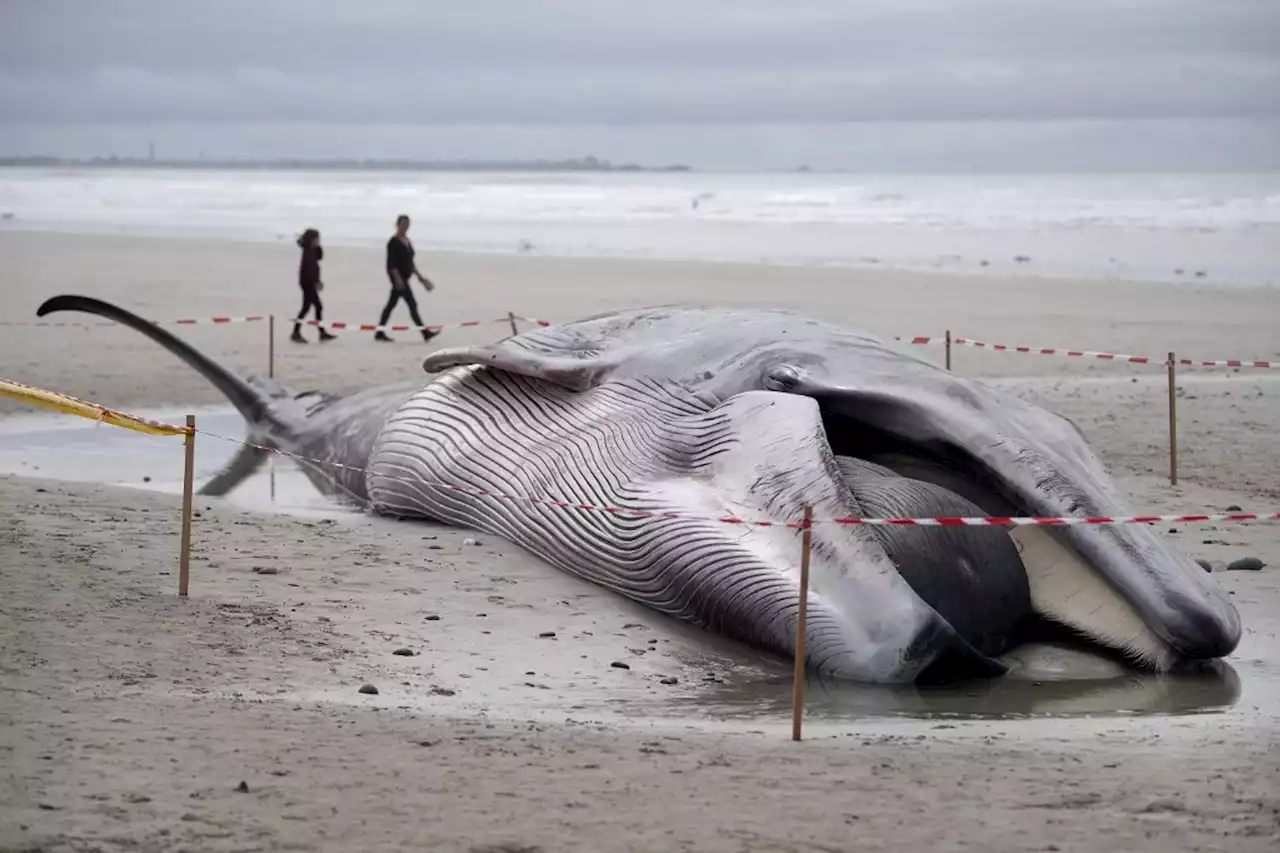 Un deuxième rorqual retrouvé échoué sur une plage