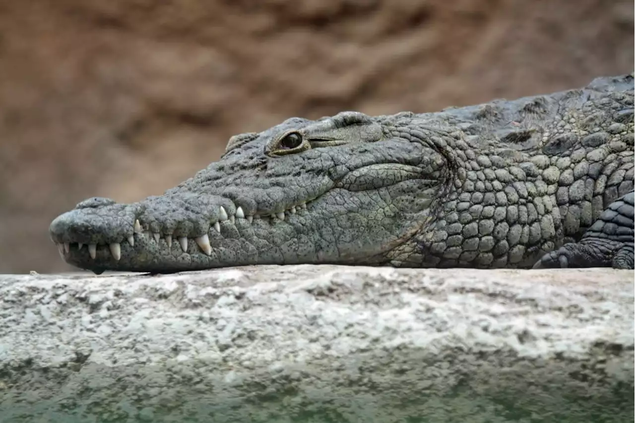 Croc drags man of raft in Sandakan, search and rescue ongoing