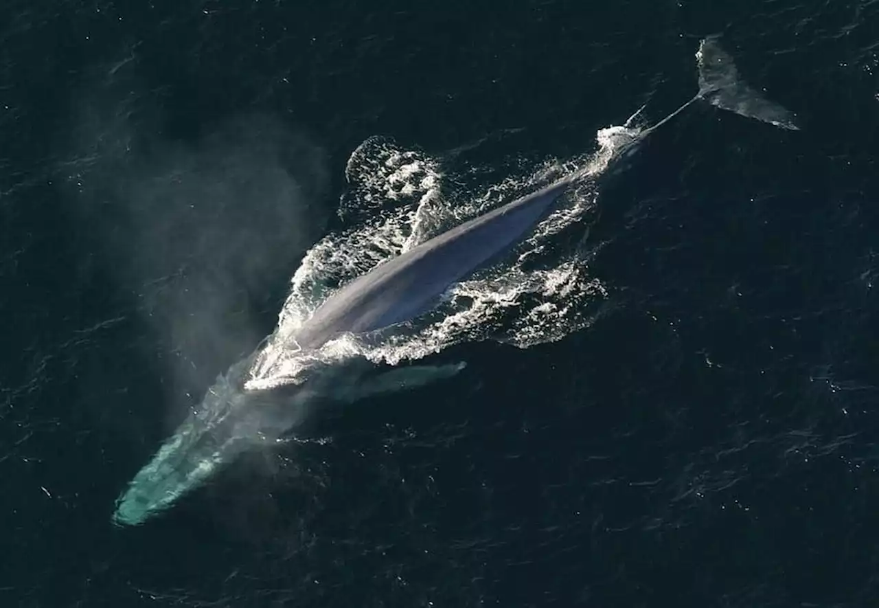 Finistère : un deuxième rorqual échoué sur les côtes bretonnes