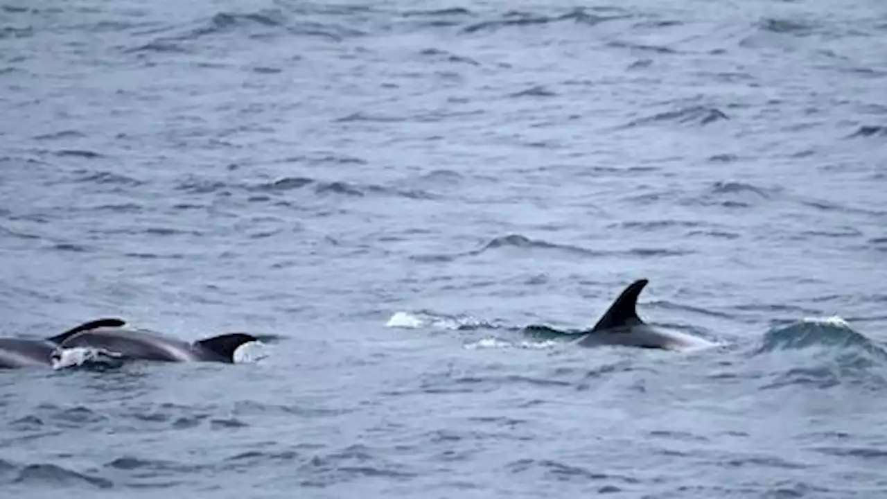 Many dead after New Zealand boat hits whale