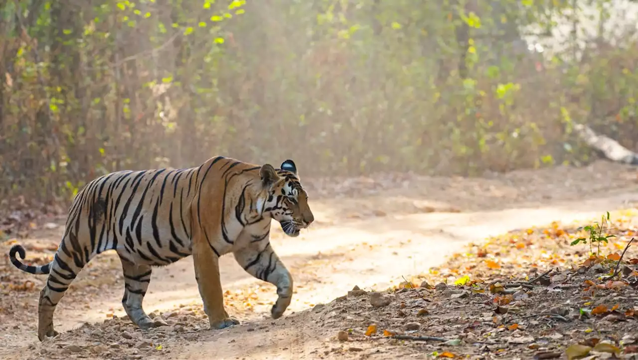 Mom saves 15-month-old son by reportedly fighting tiger with bare hands, screaming for help