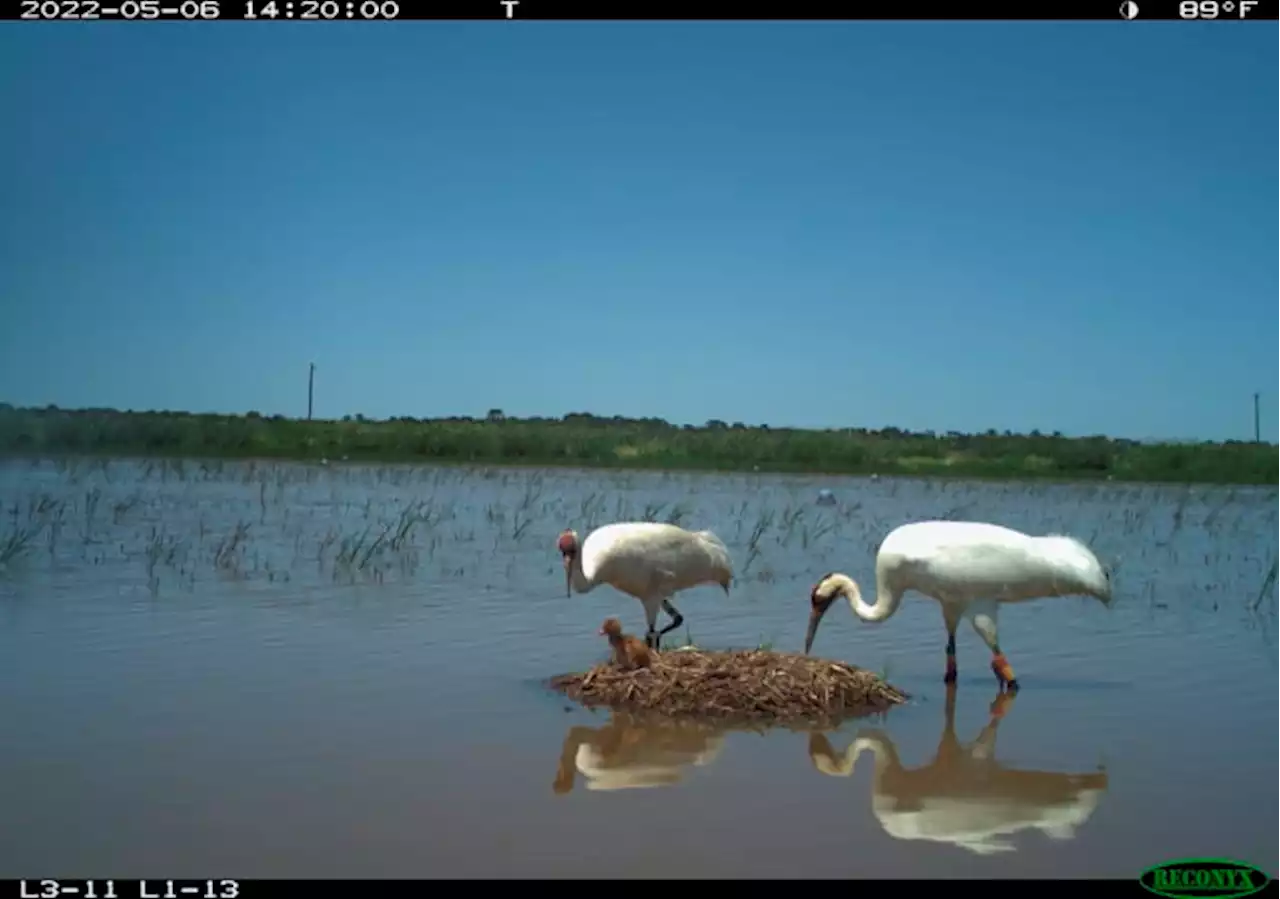 Record 8 fledged chicks for Louisiana's wild 'whoopers'