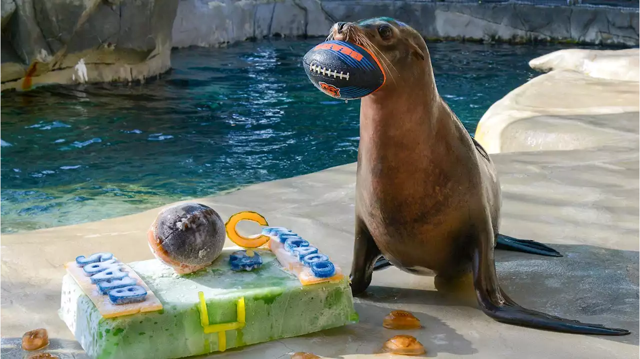 Put Me In Coach! The Gang at Brookfield Zoo Is Ready for Bears Kick-Off