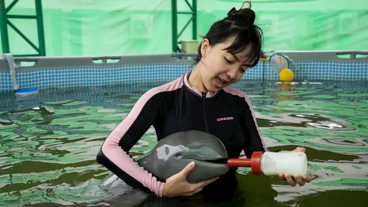 Rescued Irrawaddy dolphin calf dies despite weeks of care