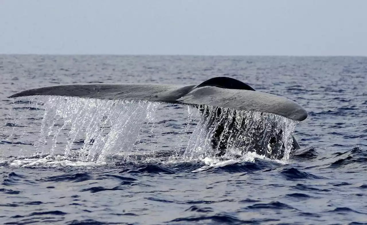 Barca affonda dopo 'scontro con balena', 5 morti