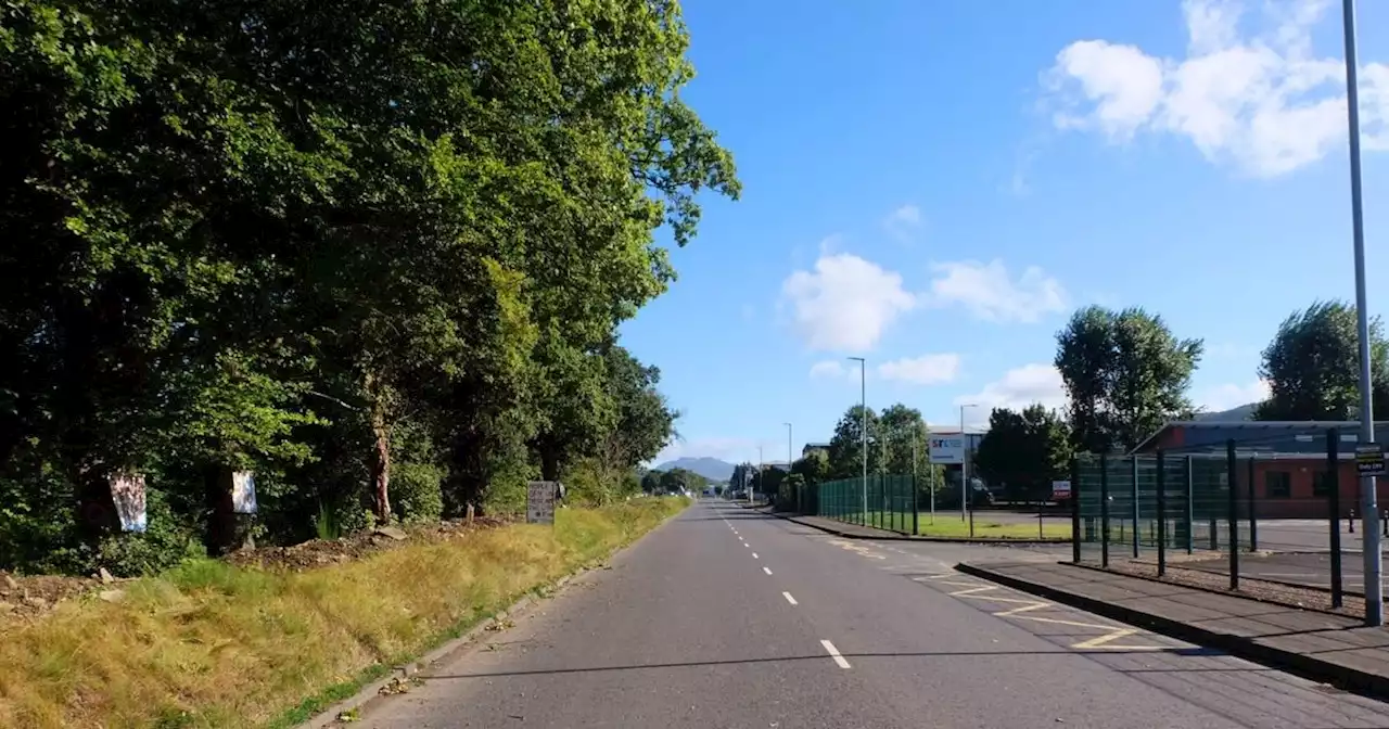 Newry men urge Sinn Fein to save 200-year-old oaks facing chop for flood scheme