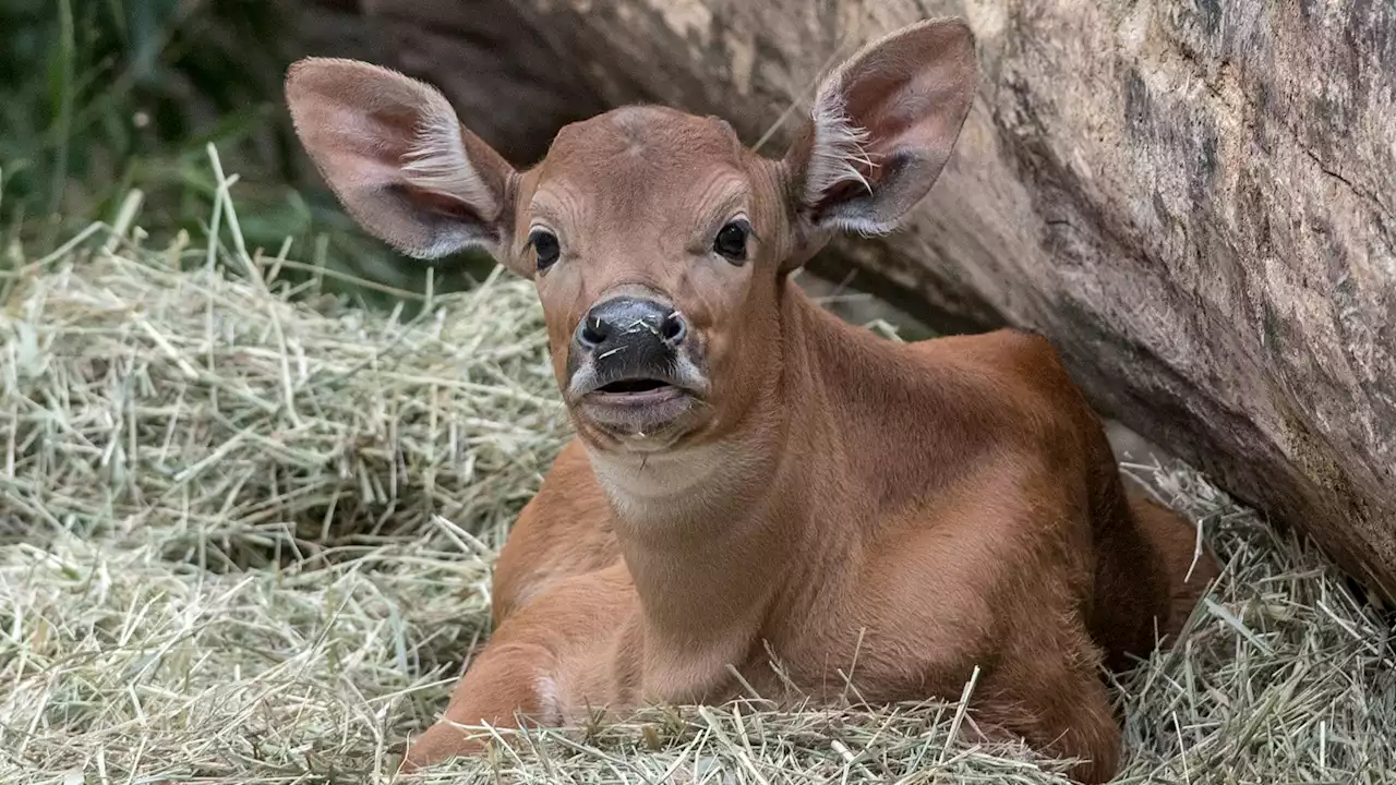 Großer Lauscher-Angriff im Zoo