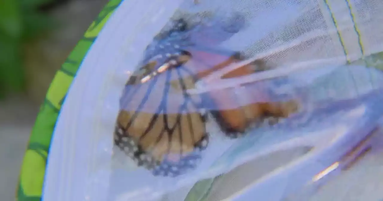 Peggy Notebaert Nature Museum serves as official way station for migrating monarch butterflies