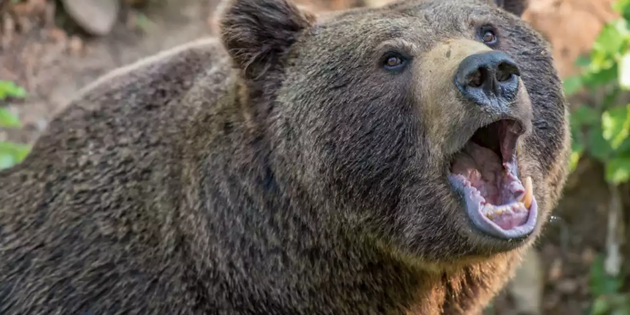 Scary moments: Dog helps save owner in backyard bear attack, police say