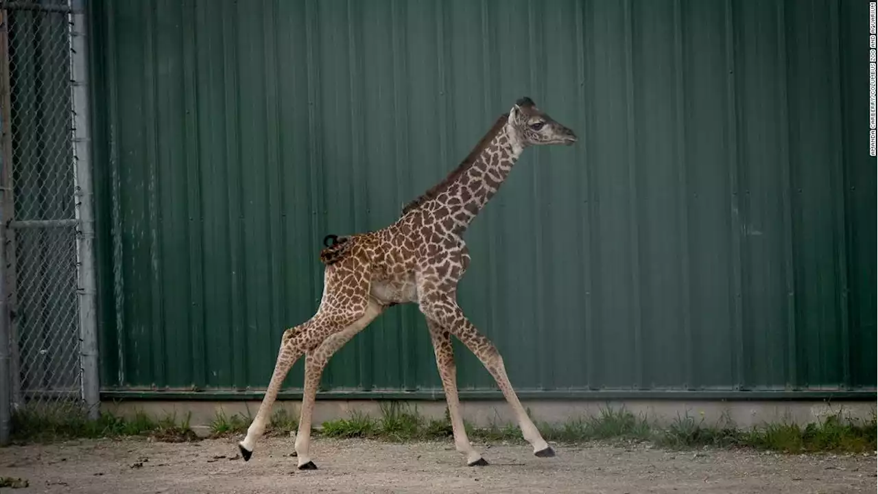 'Miracle baby' giraffe born at Columbus Zoo