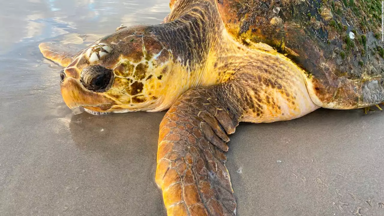 Cientos de tortugas marinas se varan en una playa de Texas y las autoridades son saben por qué