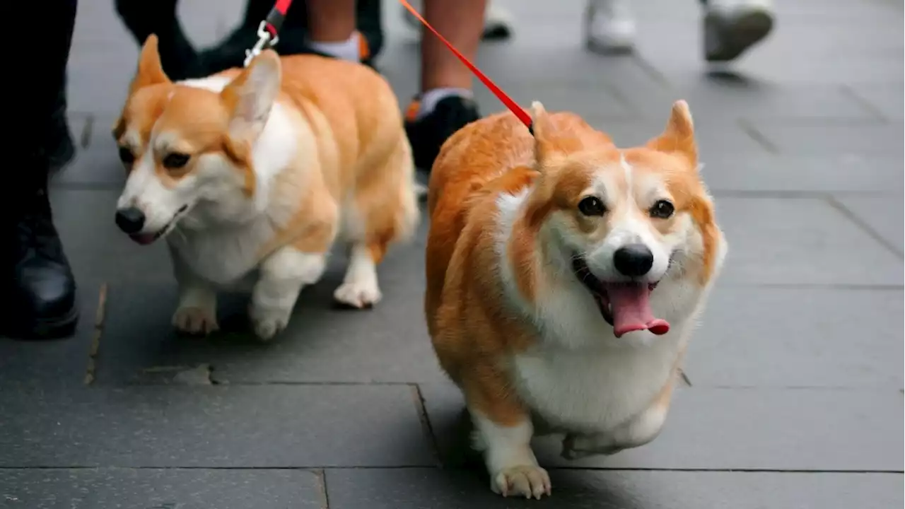 Queen's corgis to live with the Duke and Duchess of York