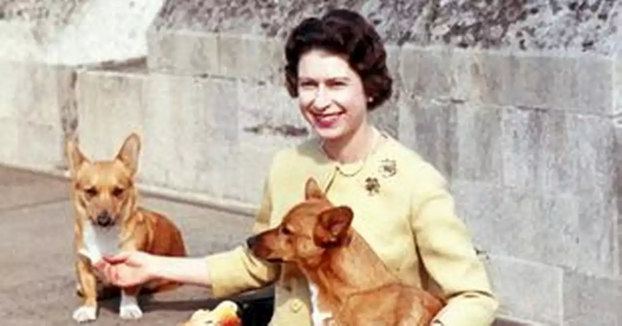 Prince Andrew and Princess Beatrice expected to take on Queen's corgis