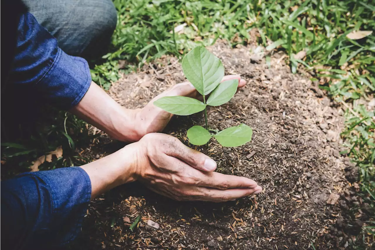 10 Golden Rules for Reforestation Show How to Plant Trees the Right Way