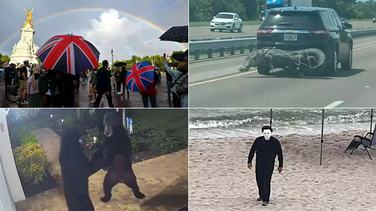 Double rainbows, dancing bears, Michael Myers: This week's heartwarming, offbeat headlines