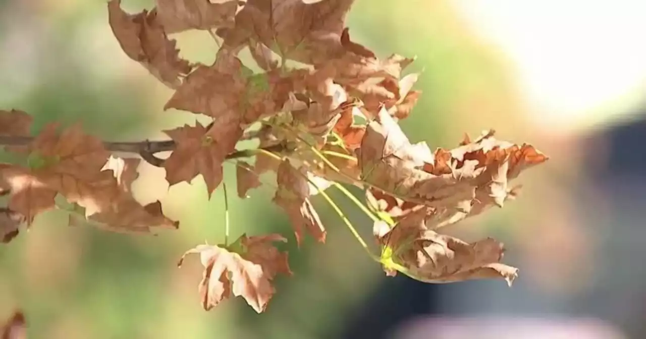 Utah trees' leaves are dying early due to extreme heat, local arborist says