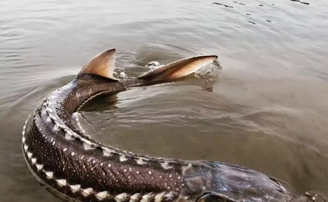 What’s killing B.C.’s Nechako River’s giant sturgeon? | Globalnews.ca