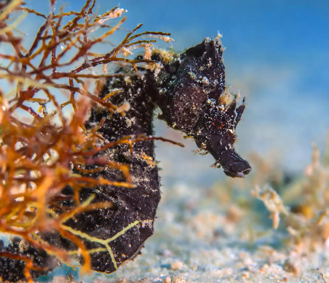 How seahorse fathers use their unique body and behavior to give birth