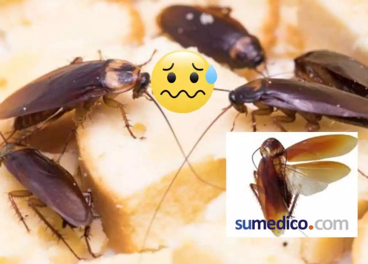 3 trucos para acabar con la cucaracha voladora en casa