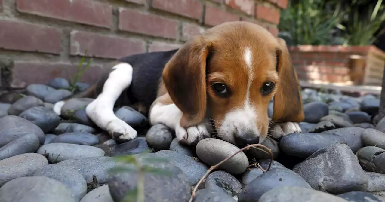 Column: The seizure of thousands of mistreated beagles sparks unsettling questions about animal research