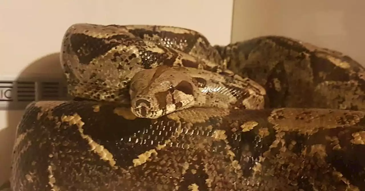 6ft Boa Constrictor snake on the loose in Leeds as worried owner speaks out