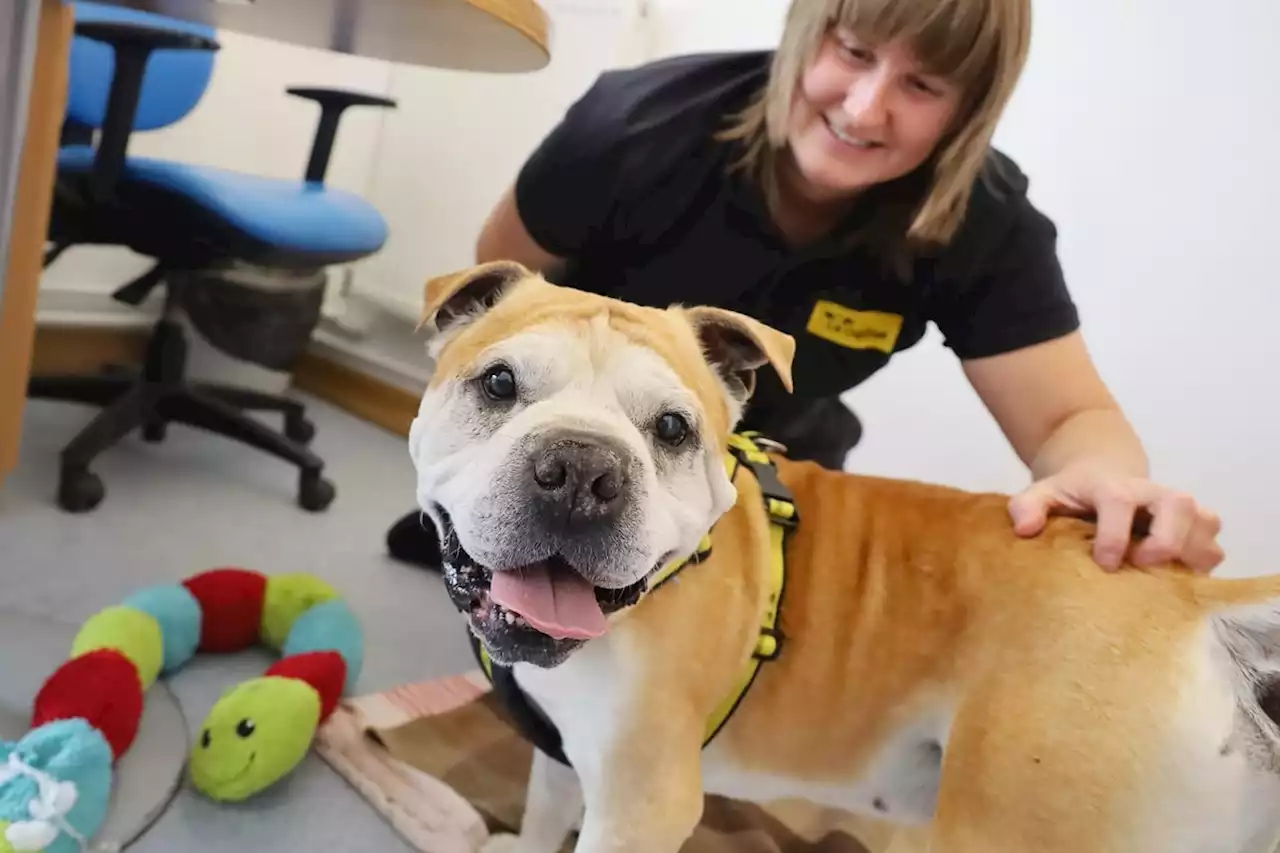 Meet some of the cute dogs up for adoption this week at Dogs Trust Leeds