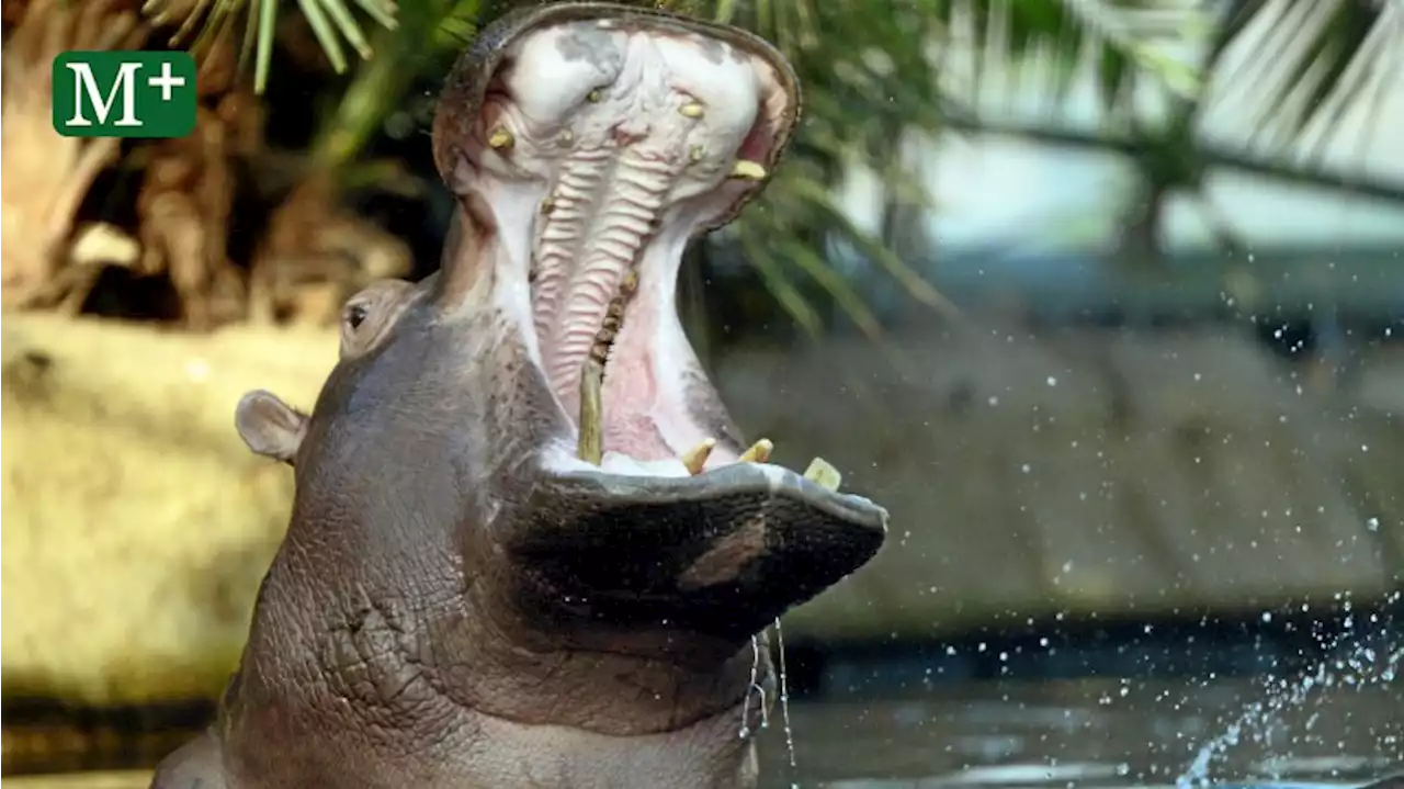 Die Probleme von Zoo und Tierpark beim Energiesparen