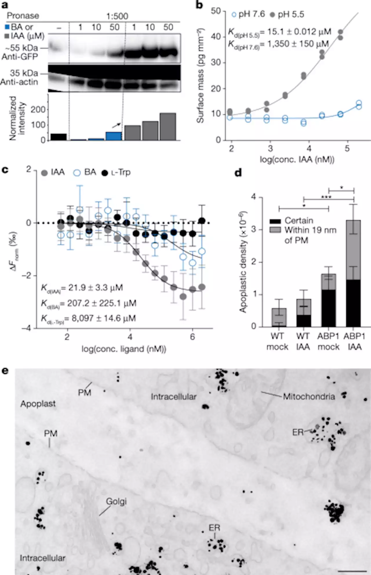 ABP1–TMK auxin perception for global phosphorylation and auxin canalization - Nature