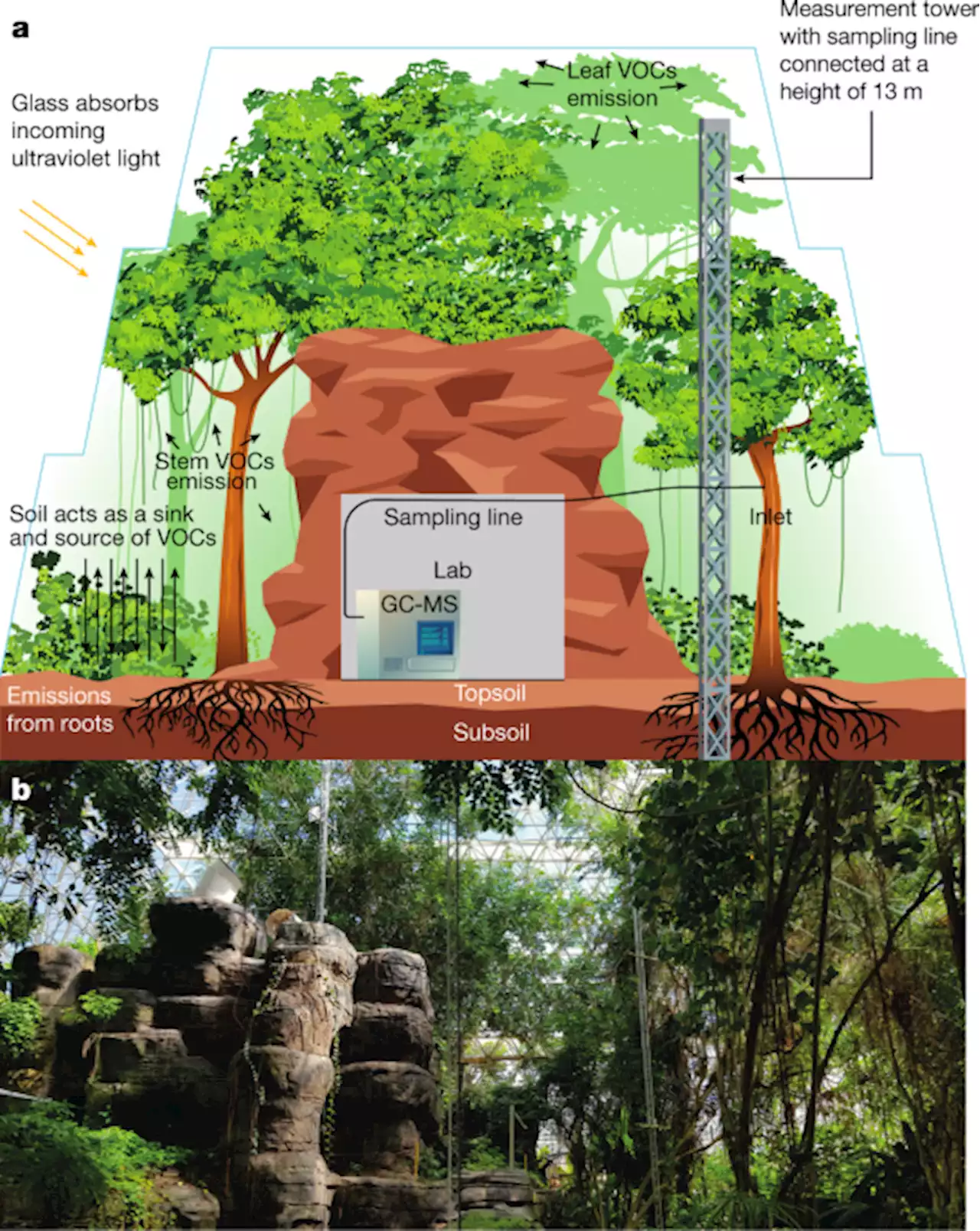 Chiral monoterpenes reveal forest emission mechanisms and drought responses - Nature