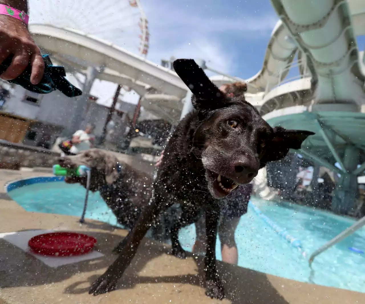 Pups take over N.J. water park for end of summer fun