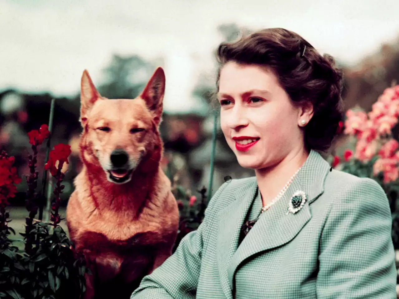 A queen and her corgis: Elizabeth loved breed from childhood