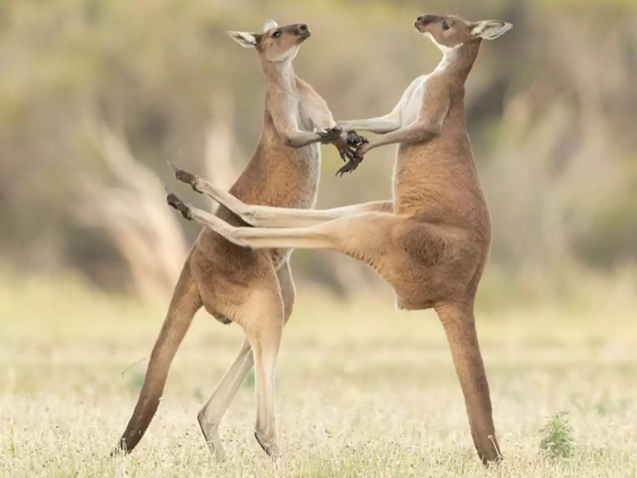 ODDS AND ENDS: Australian town being overrun by kangaroos, and other offbeat offerings