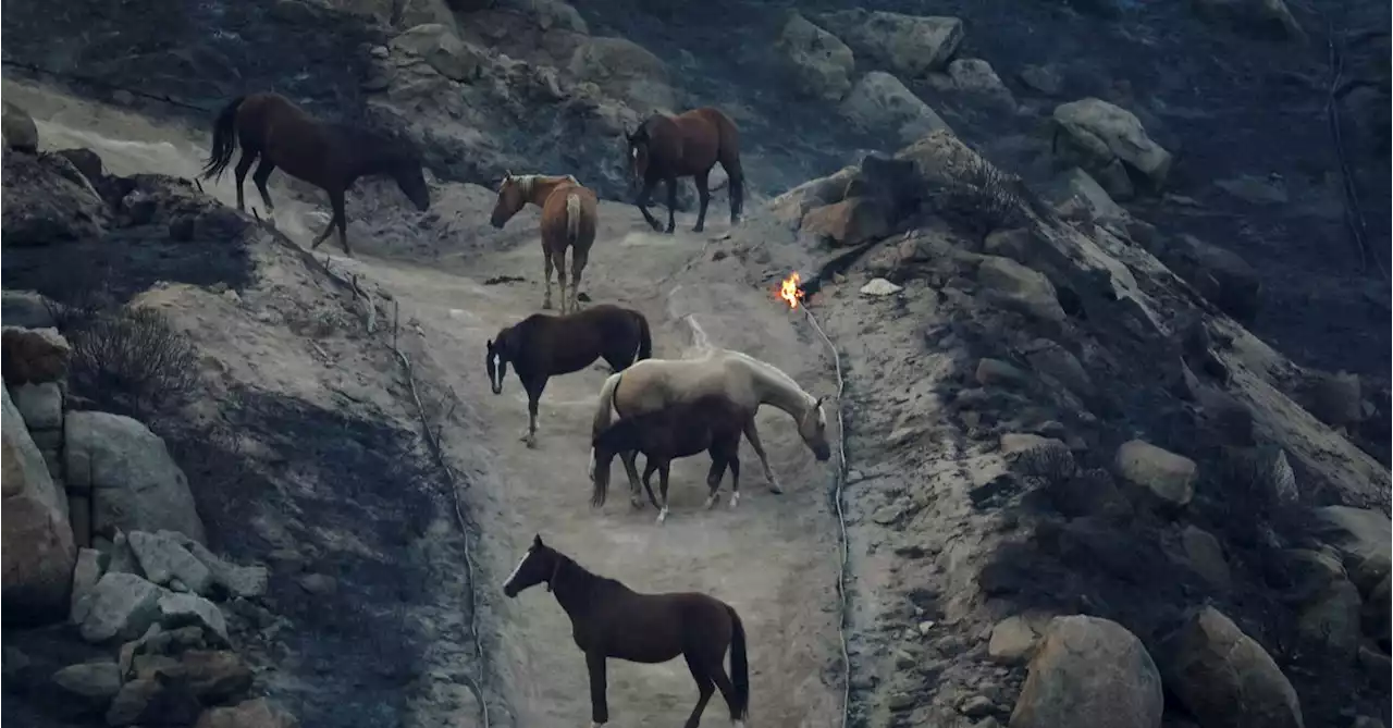 As California wildfire rages, volunteers help rescue horses, livestock