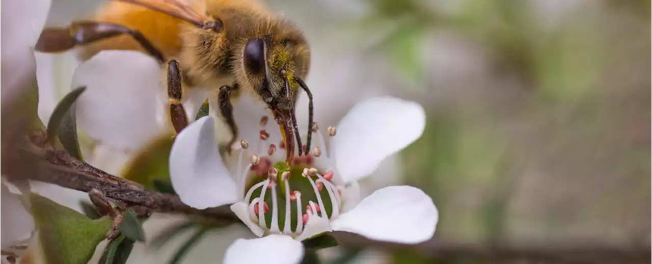 Mānuka Honey Could Treat Potentially Lethal, Drug Resistant Lung Infections