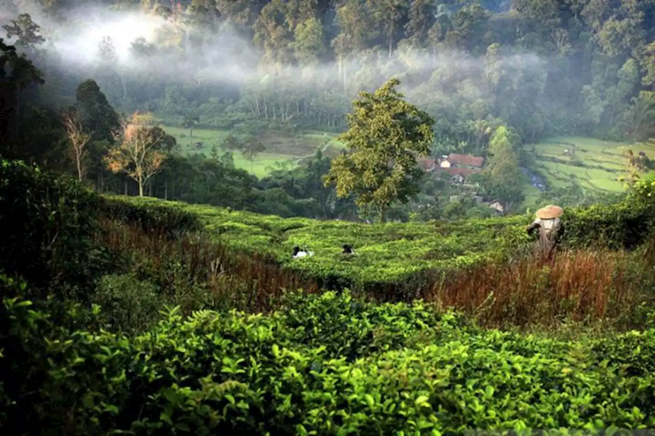 Kisah Misteri Gunung Halimun, Benteng Gaib Prabu Siliwangi yang Kerap Terjadi Kecelakaan Pesawat