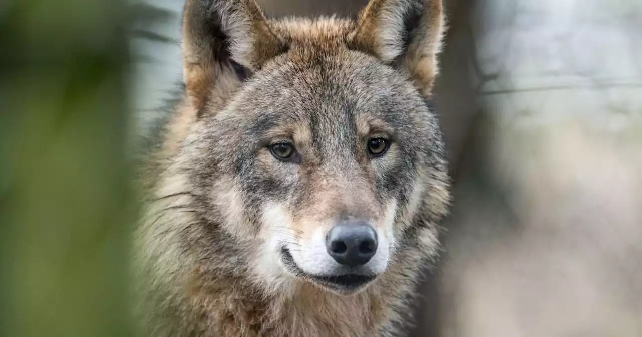 Interview mit Präsident der Landwirtschaftskammer des Saarlandes: Viehhalter im Saarland in Sorge: Landwirtschaftskammer rechnet noch dieses Jahr mit Rückkehr des Wolfs