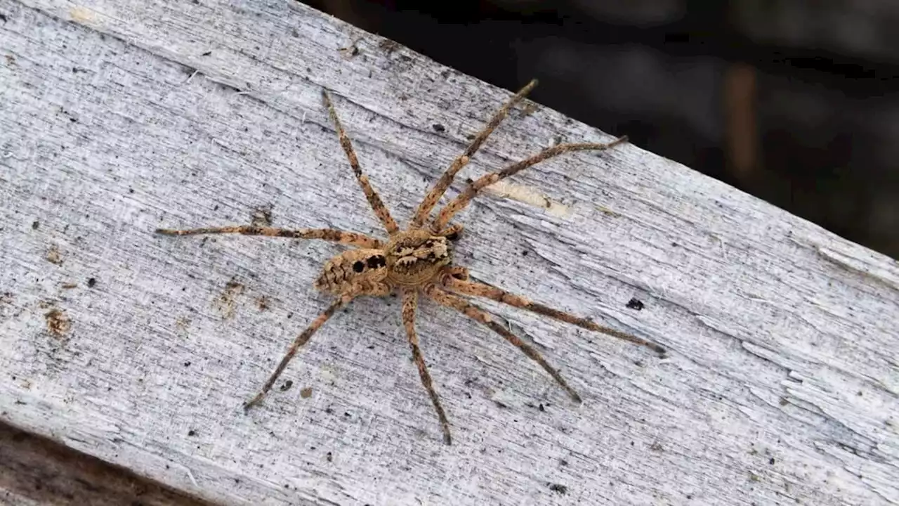 nosferatu-spinne breitet sich in deutschland aus