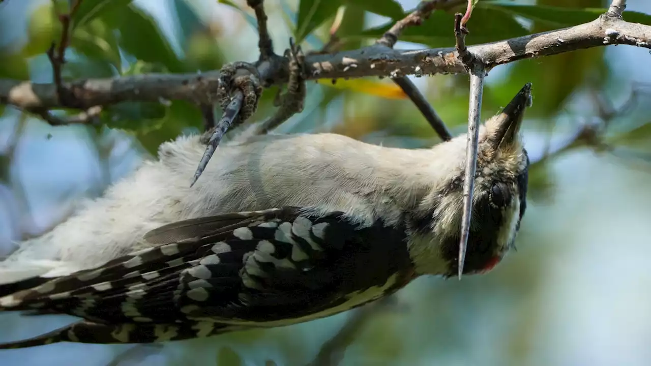 A Chicago Native Wants You to Know Birding is for Everyone