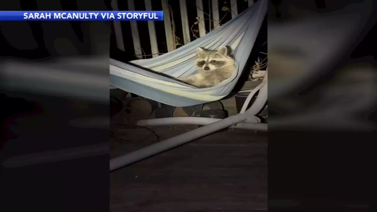 Raccoon caught hanging out in hammock outside Philly home