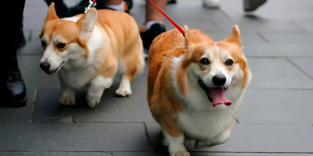 A queen and her corgis: Elizabeth loved breed from childhood