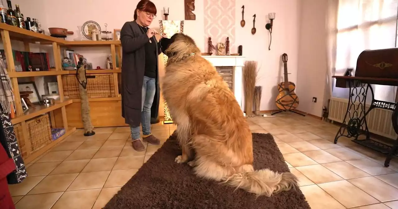 Martin Rütter: Hundeprofi erschüttert: Leonberger Günther wiegt 92 Kilo und muss dringend abnehmen