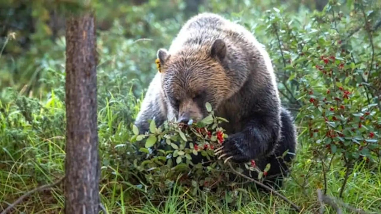 Town officials hope new bylaw will deter increasing bear activity in Canmore | CBC News