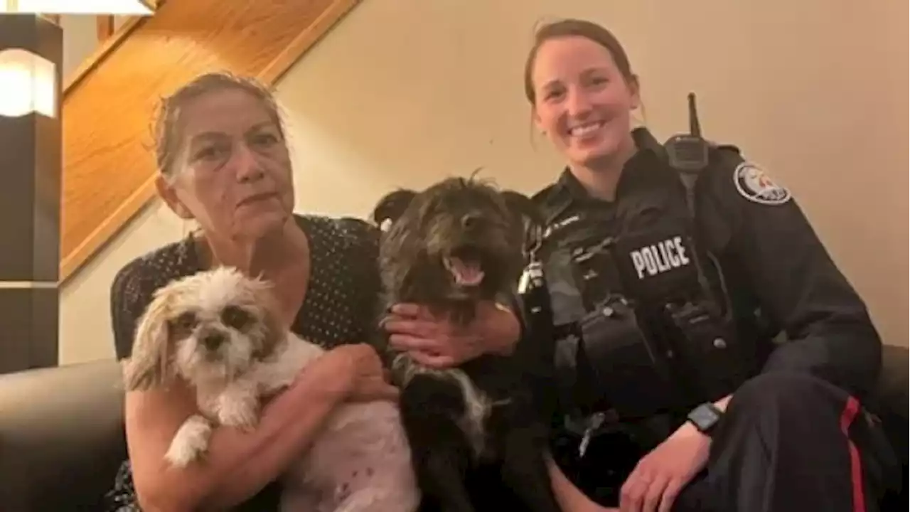 Toronto police reunite 2 stolen dogs with owner, charge woman after theft at knifepoint | CBC News