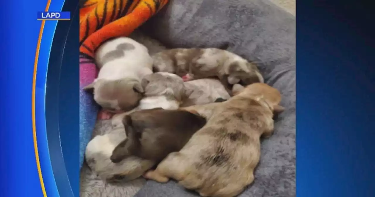 Nine French bulldogs stolen from home in Northridge