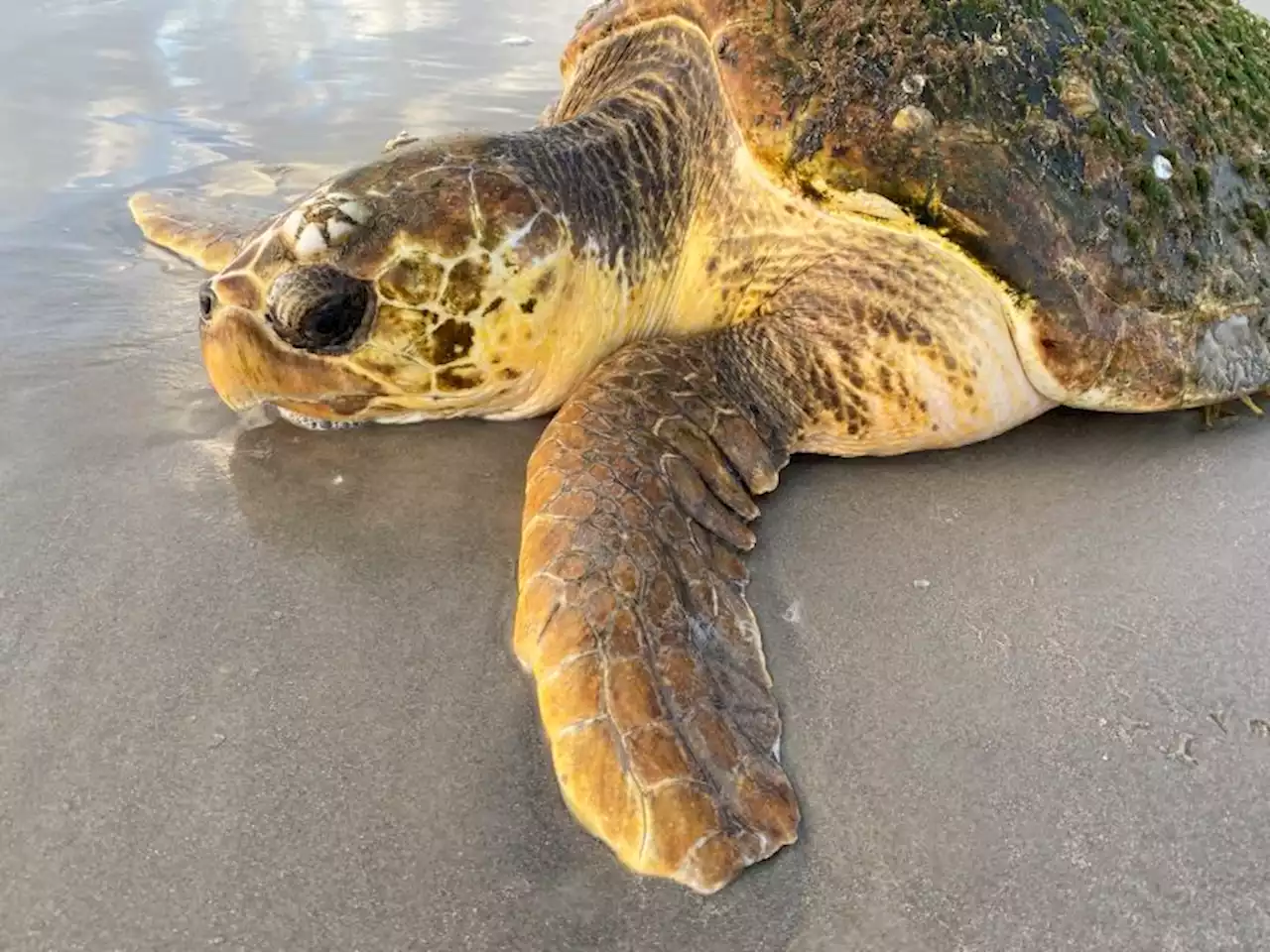 Hundreds of sea turtles are stranding on a Texas beach. Officials don't know why | CNN