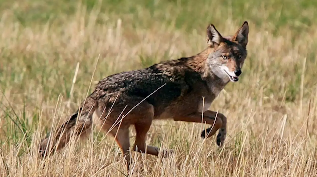 Burlington activates ‘crisis management team’ following six recent unprovoked coyote attacks