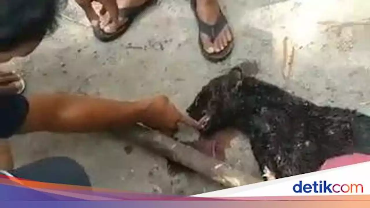 Fakta-fakta Tiga Pria Sumedang Taklukkan Macan Kumbang